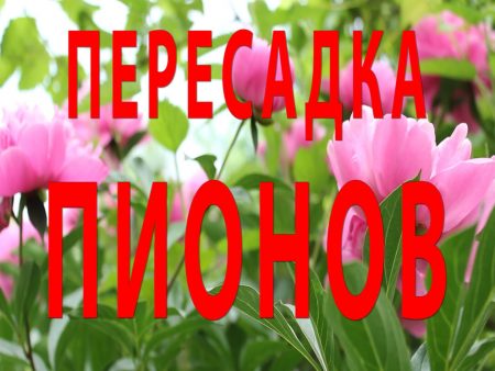 Πώς να μεταμοσχεύσετε παιώνιες ώστε να ανθίσουν τον επόμενο χρόνο