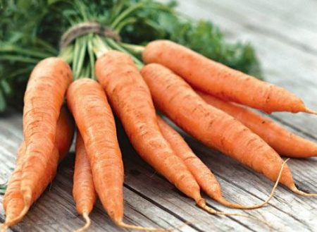 Wann man Karotten für die Lagerung ernten sollte