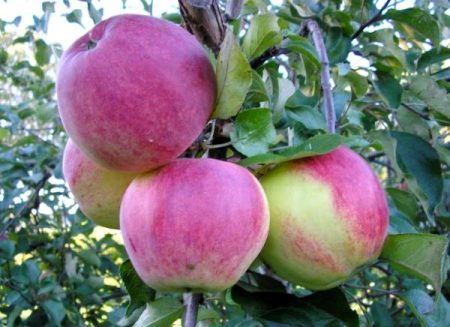 Pommier Welsey : description