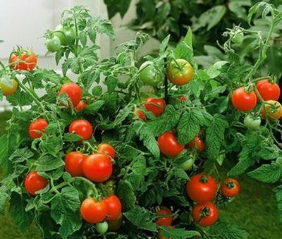 tomates basses