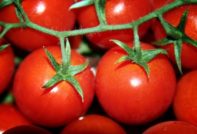 pomodori bassi e ad alta resa