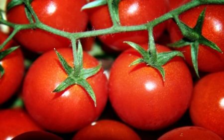 tomates basses à haut rendement