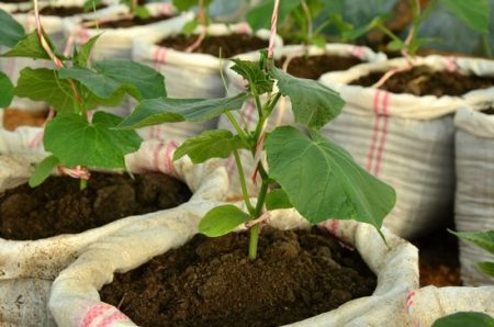 Gurken im Beutel: Schritt-für-Schritt-Anleitung zum Anbau