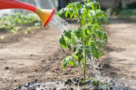 Comment arroser les tomates après la plantation en serre