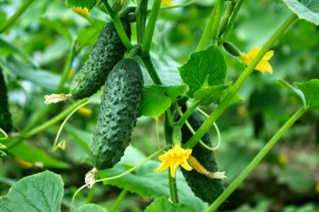 Fertilisation des concombres en serre