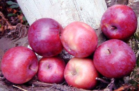 Pommier Lobo : description, photo