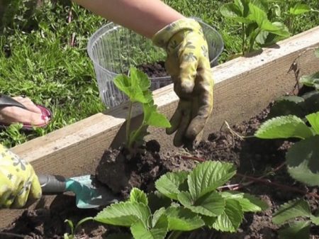 fertilisation des fraises