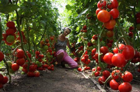 Cuidado de los tomates en invernadero desde la siembra