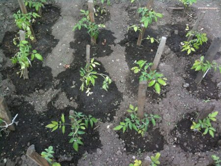 Comment arroser les tomates en serre
