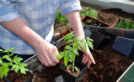 Der Anbau von Tomaten im Gewächshaus erfordert Fachkenntnisse.