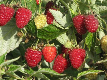 Raspberry "Hercules" : description