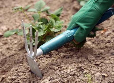 Rincalzatura delle fragole in preparazione all'inverno