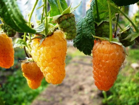 Frambuesa "Orange Miracle": descripción de la variedad, reseñas
