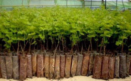 Cassis : propagation