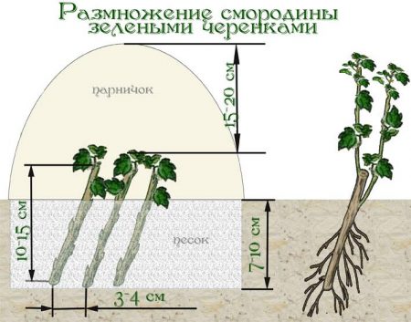 Cassis : multiplication par bouturage en été