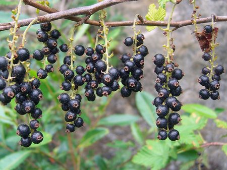 Cassis : multiplication par bouturage en été