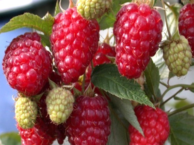 Raspberry "Bryansk Miracle": açıklama, incelemelerRaspberry "Bryansk Miracle": açıklama, incelemeler