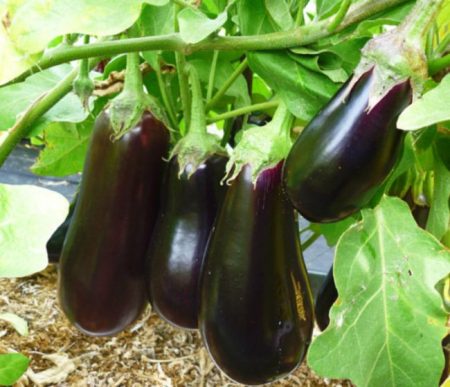 Aubergine « Black Beauty » : description de la variété, photo