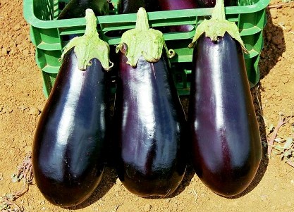 Aubergine Black Beauty : Photo