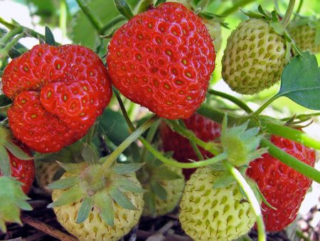 Comment planter correctement des fraisiers en automne :