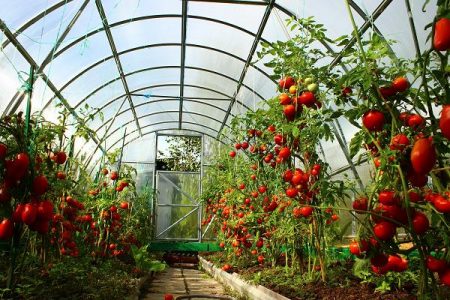 Cuidado de los tomates en invernadero desde la siembra hasta la cosecha