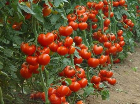 Comment arroser les tomates après la plantation