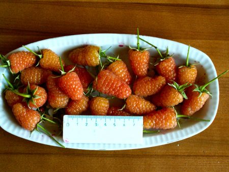 Frambuesa "Orange Miracle": Descripción de la variedad