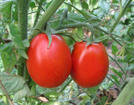 Cuidado de los tomates en invernadero desde la siembra hasta la cosecha