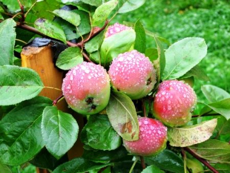 Pommier Lobo : Description, photos, avis