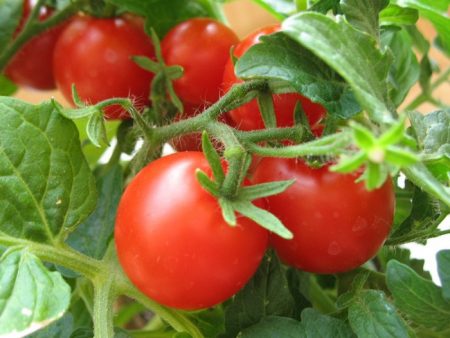 Der Anbau von Tomaten im Gewächshaus erfordert Fachkenntnisse.