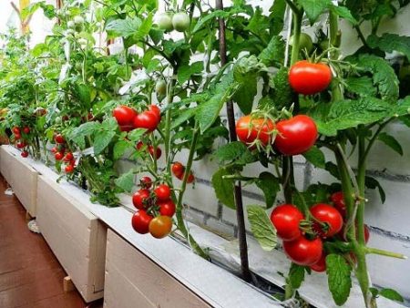Cuidado de los tomates en invernadero desde la siembra hasta la cosecha