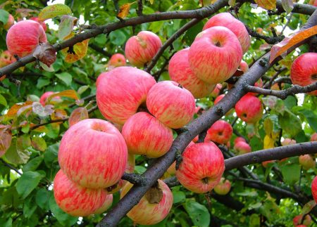 Pommier rayé à la cannelle : description, photo, avis