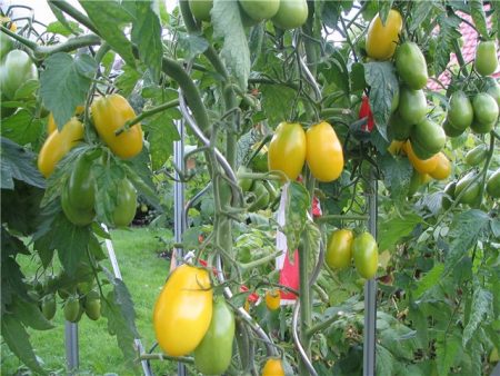Pomodoro "De Barao": caratteristiche e descrizione
