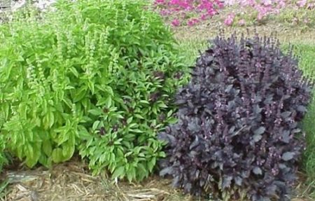 basilic du jardin