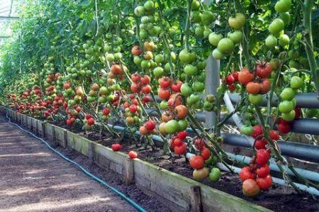 Ácido bórico para tomates, pulverización