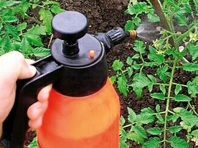 حمض البوريك للنباتات، تطبيقه على الطماطم