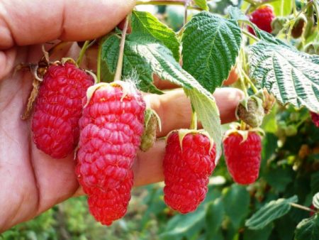 Framboise "Hercule"