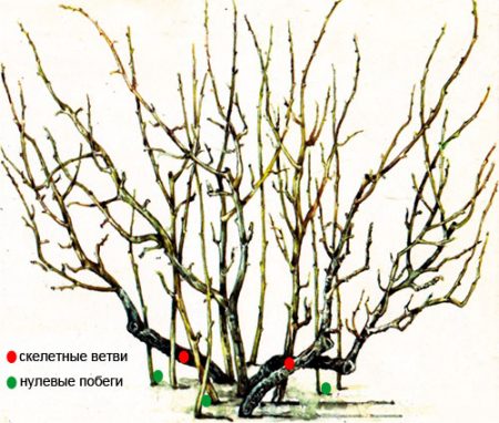 come potare i ribes dopo la raccolta