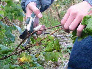 come potare i ribes dopo la raccolta in autunno