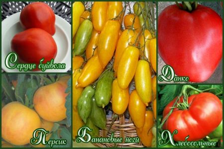 Welche Tomatensamen eignen sich am besten für Gewächshäuser?