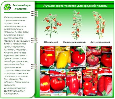 Welche Tomatensamen eignen sich am besten für Gewächshäuser?
