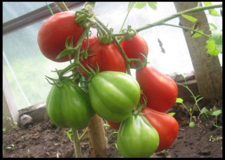 Welche Tomatensamen eignen sich am besten für Gewächshäuser? – Testberichte