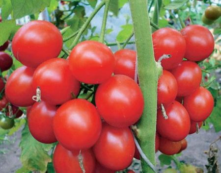 Quelles sont les meilleures tomates pour la culture en plein champ ? (Avis)
