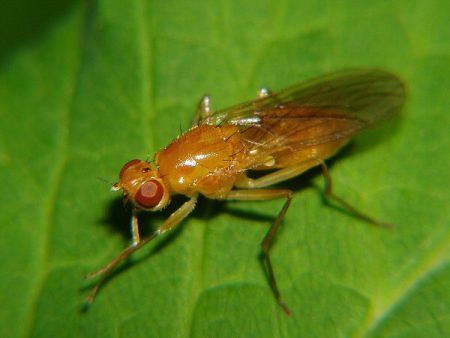 mosca della carota: come combatterla con i rimedi popolari