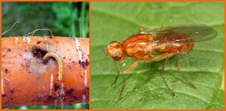 mosca-carota-come-combatterla-da-soli