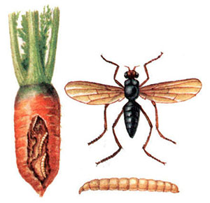mosca-carota-come-combatterla