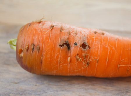 Colture da radice danneggiate dalle larve della mosca della carota.