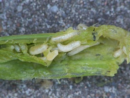 mosca-carota-come-affrontare-l'alcol-ammoniacale