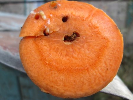 mosca-della-carota-come-controllarla