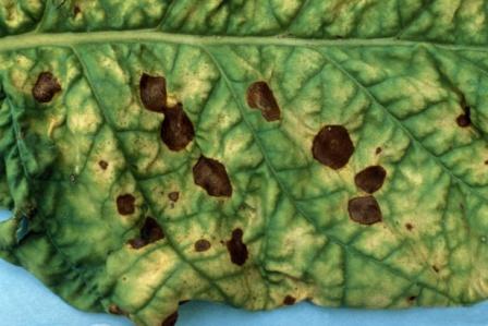 cladosportoz maculato di oliva